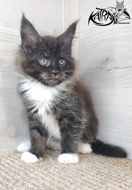 Katran Iris - Kitten maine-coon 1 month 2.5 weeks