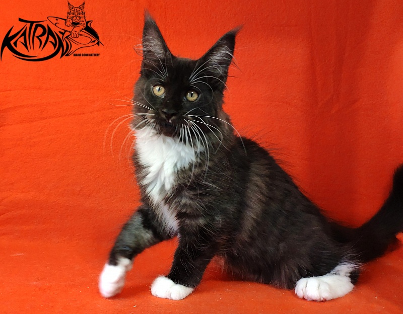 Katran Iris - Kitten maine-coon 3 months