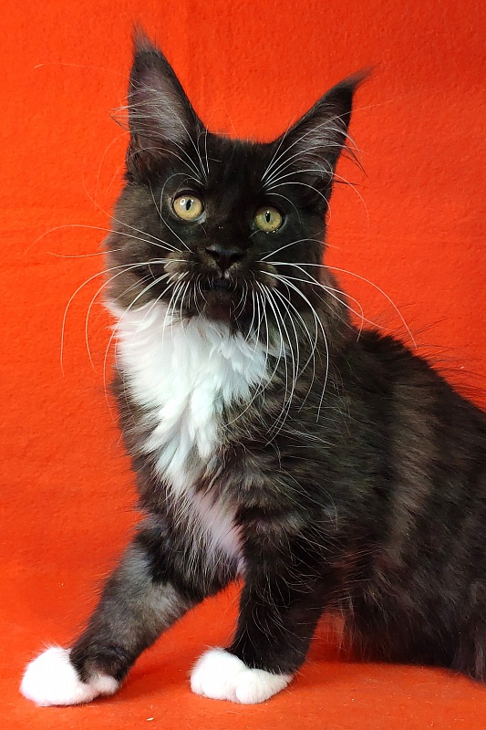 Katran Iris - Kitten maine-coon 3 months