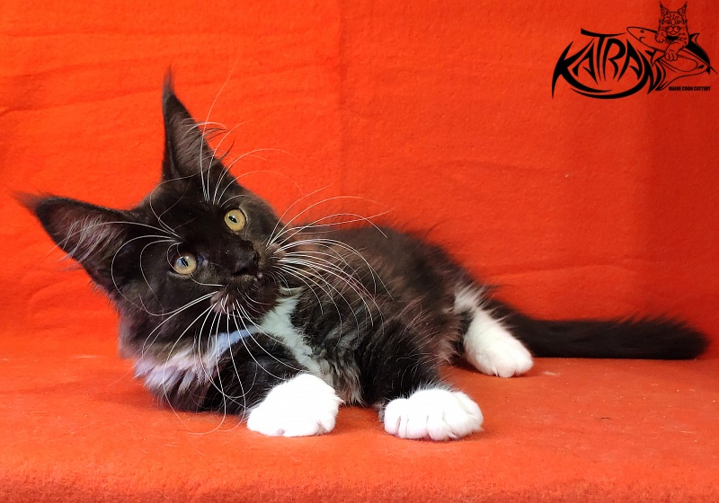 Katran Iris - Kitten maine-coon 3 months