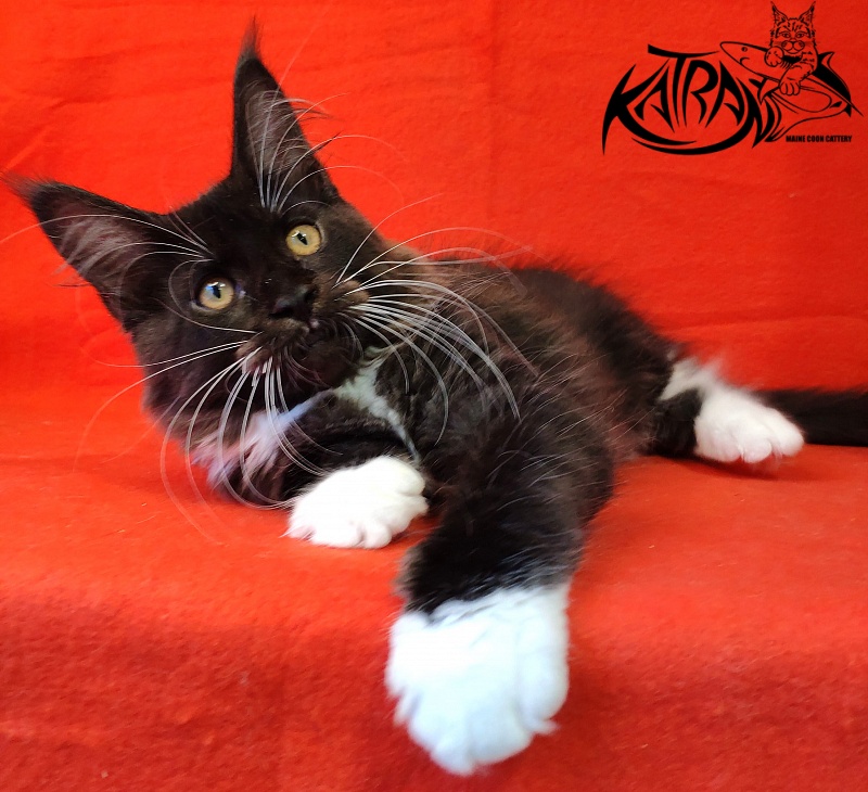 Katran Iris - Kitten maine-coon 3 months