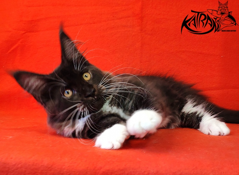 Katran Iris - Kitten maine-coon 3 months