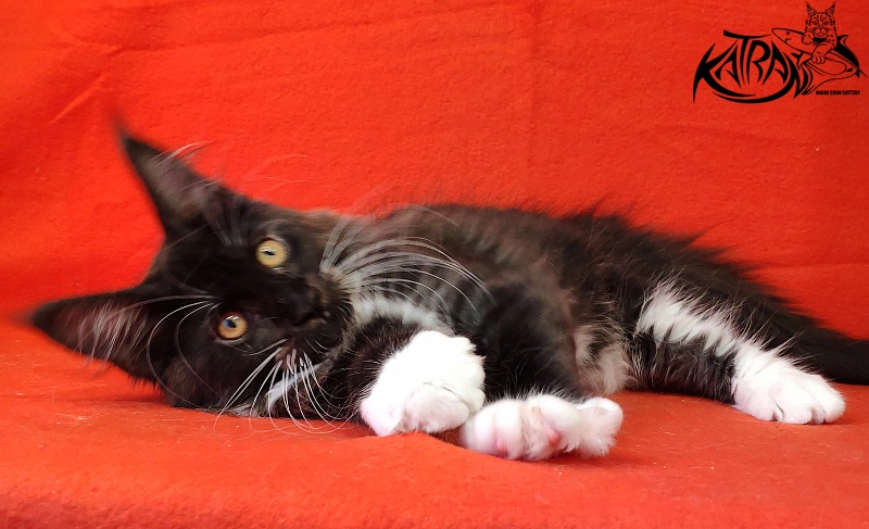 Katran Iris - Kitten maine-coon 3 months