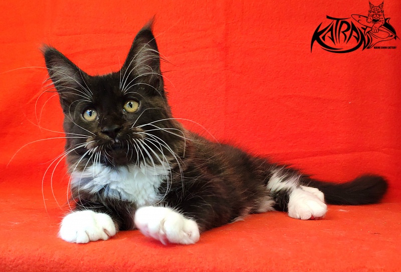 Katran Iris - Kitten maine-coon 3 months
