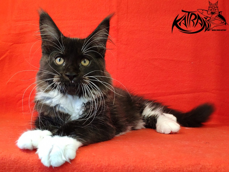 Katran Iris - Kitten maine-coon 3 months