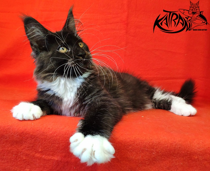 Katran Iris - Kitten maine-coon 3 months