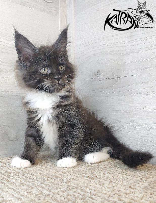 Katran Iris - Kitten maine-coon 1 month 2.5 weeks
