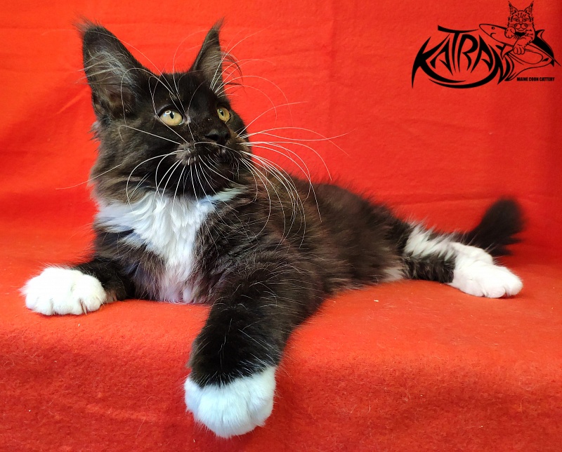 Katran Iris - Kitten maine-coon 3 months