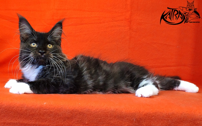 Katran Iris - Kitten maine-coon 3 months