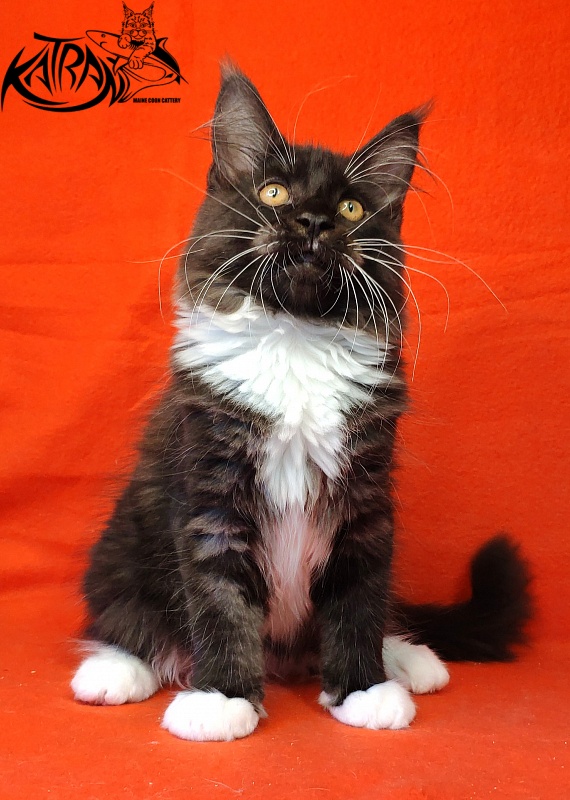 Katran Iris - Kitten maine-coon 3 months