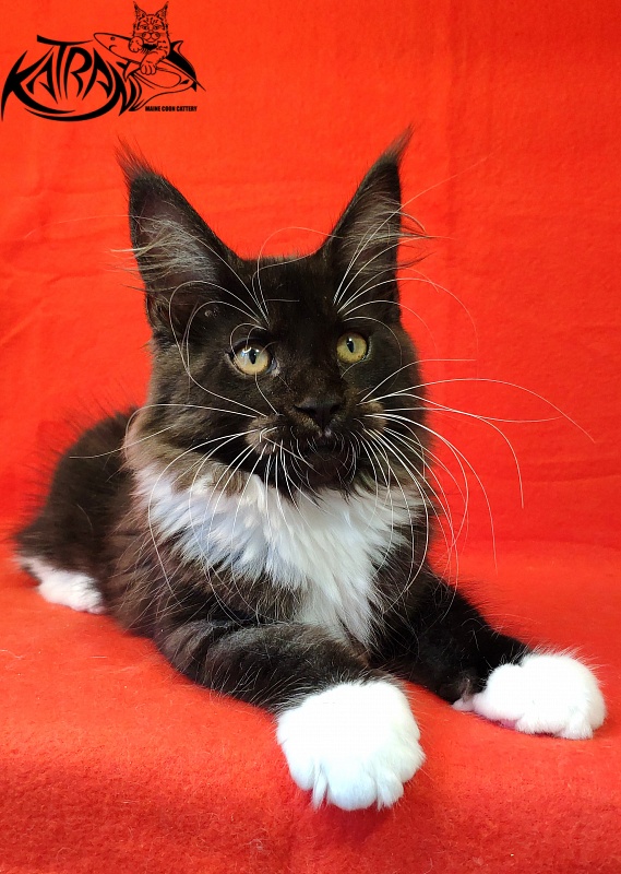 Katran Iris - Kitten maine-coon 3 months