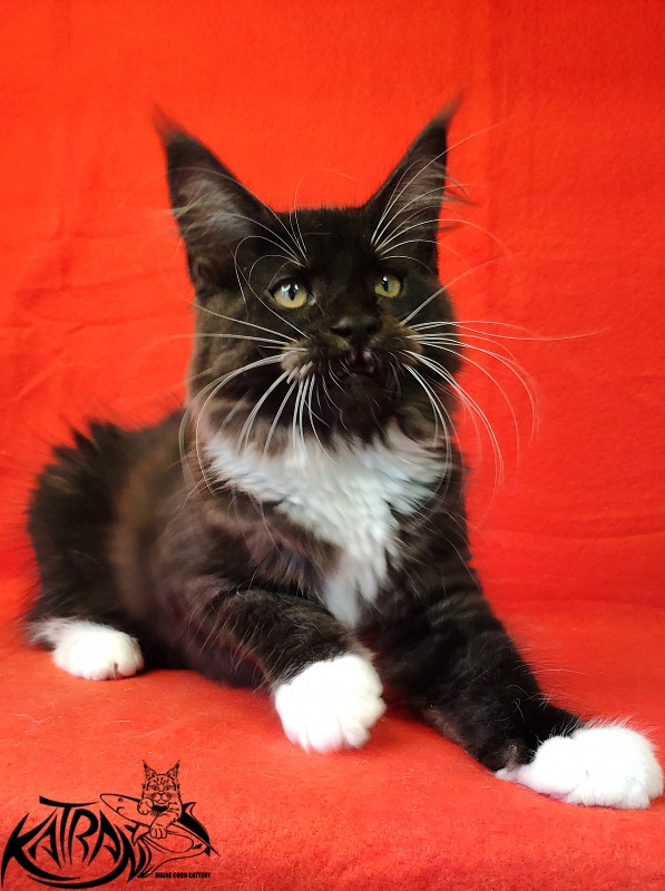 Katran Iris - Kitten maine-coon 3 months