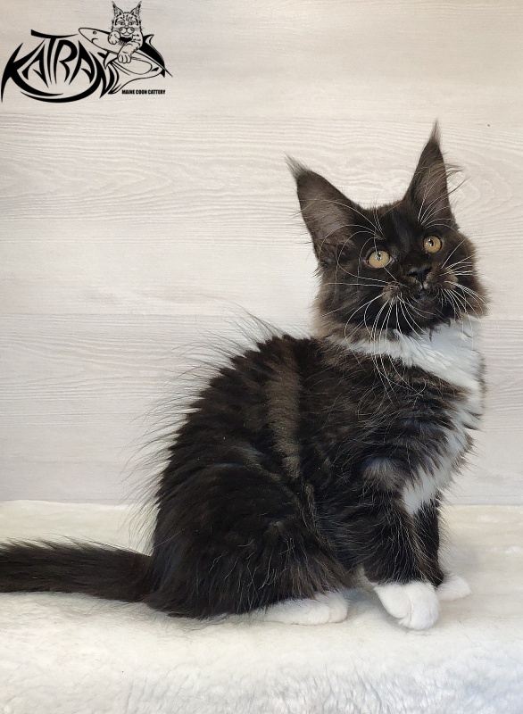 Katran Iris - Kitten maine-coon 2 months 1.5 week