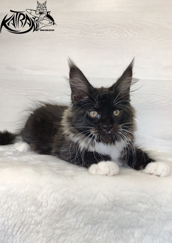 Katran Iris - Kitten maine-coon 2 months 1.5 week