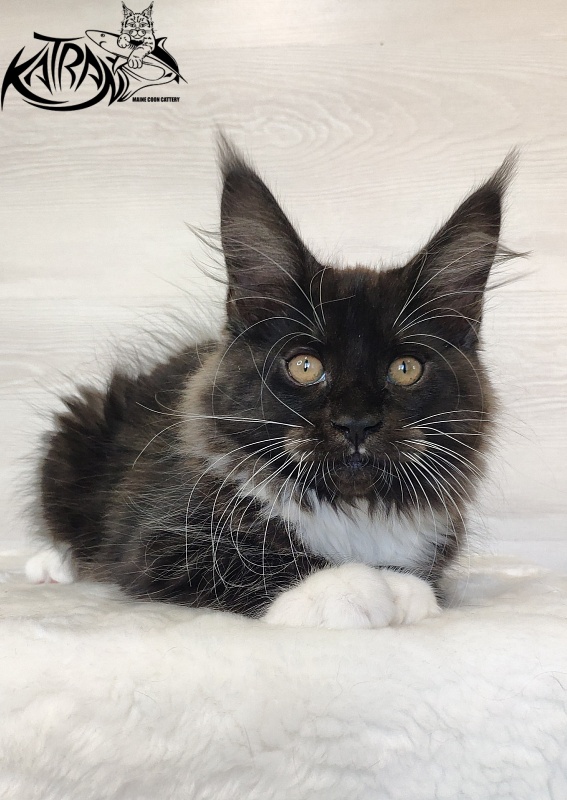 Katran Iris - Kitten maine-coon 2 months 1.5 week