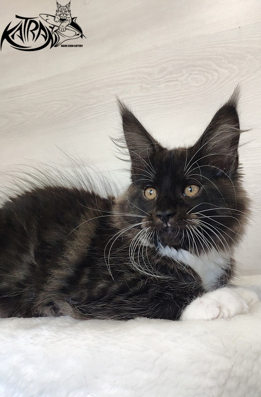 Katran Iris - Kitten maine-coon 2 months 1.5 week
