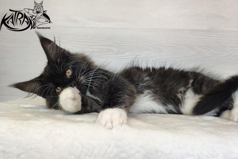 Katran Iris - Kitten maine-coon 2 months 1.5 week