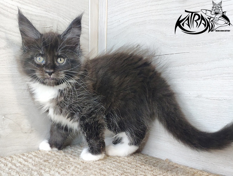 Katran Iris - Kitten maine-coon 1 month 2.5 weeks