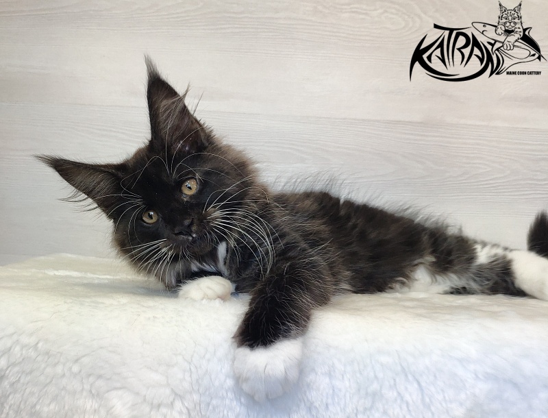 Katran Iris - Kitten maine-coon 2 months 1.5 week