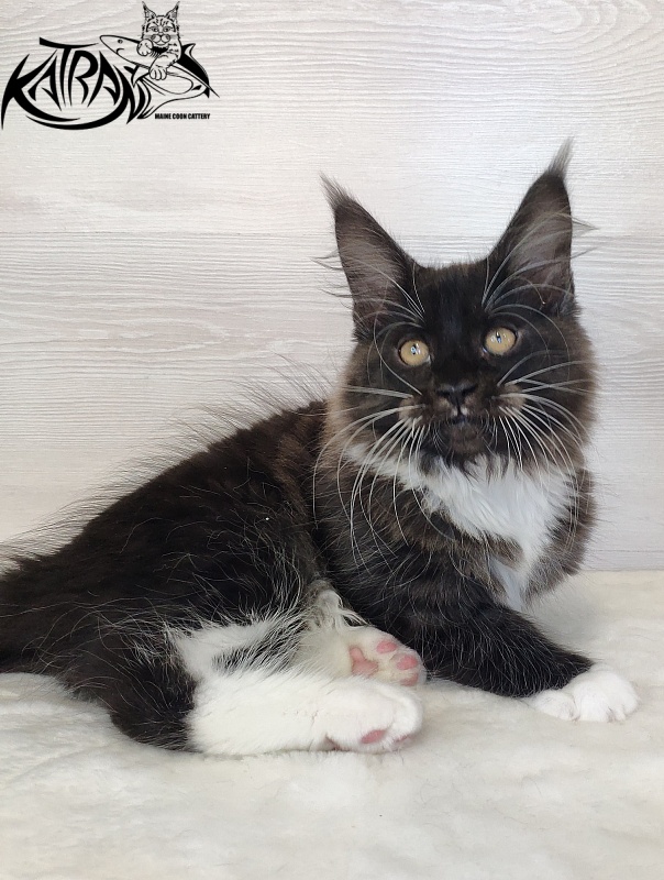 Katran Iris - Kitten maine-coon 2 months 1.5 week