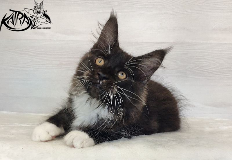 Katran Iris - Kitten maine-coon 2 months 1.5 week