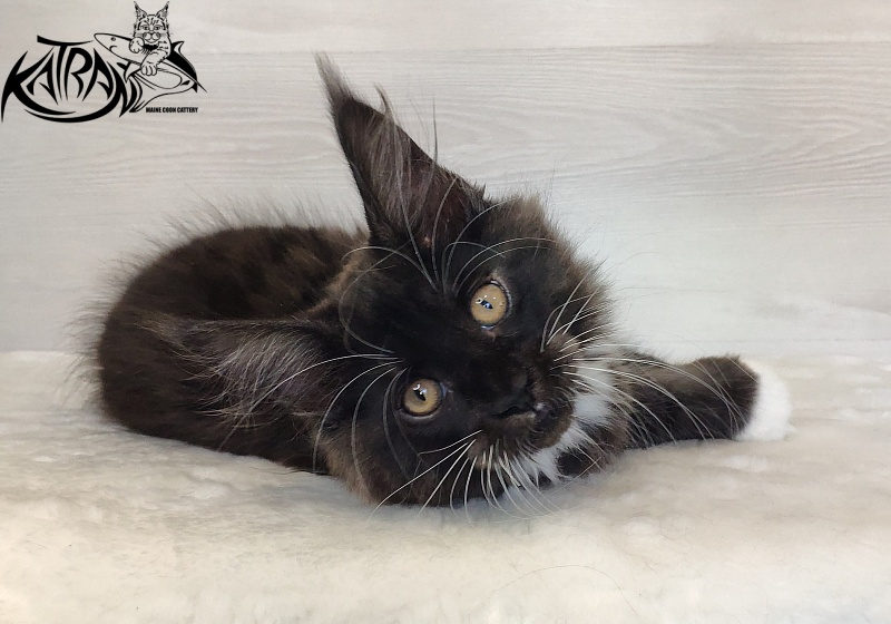 Katran Iris - Kitten maine-coon 2 months 1.5 week