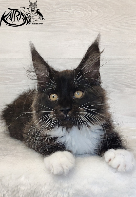 Katran Iris - Kitten maine-coon 2 months 1.5 week