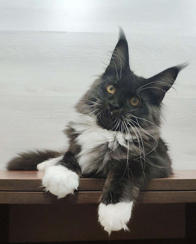 Katran Iris - Kitten maine-coon 5 months