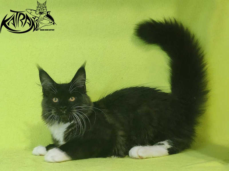 Katran Iris - Kitten maine-coon 4 months