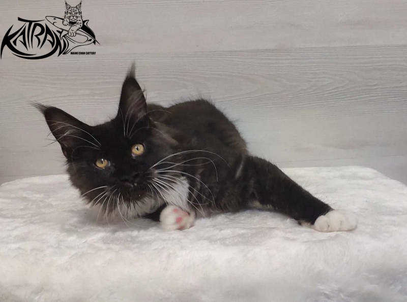 Katran Iris - Kitten maine-coon 4.5 months