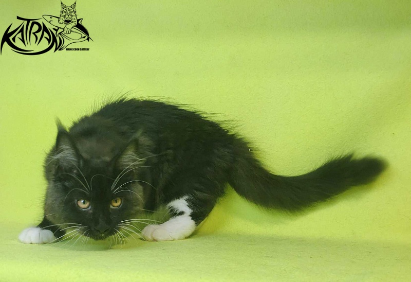 Katran Iris - Kitten maine-coon 4 months