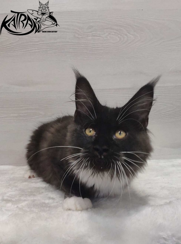 Katran Iris - Kitten maine-coon 4.5 months