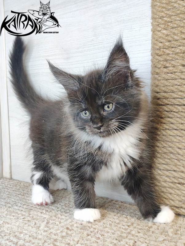 Katran Iris - Kitten maine-coon 1 month 2.5 weeks