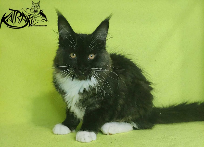 Katran Iris - Kitten maine-coon 4 months