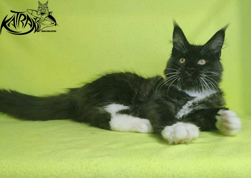 Katran Iris - Kitten maine-coon 4 months