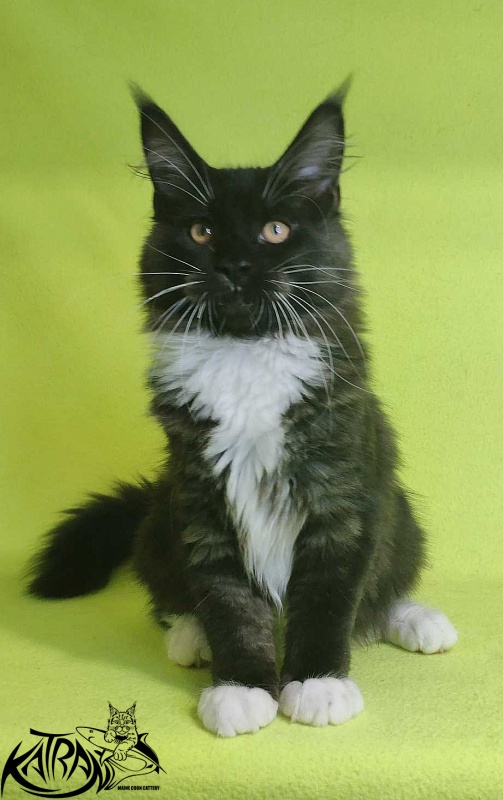 Katran Iris - Kitten maine-coon 4 months