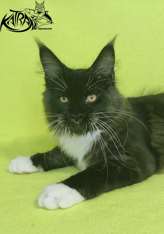 Katran Iris - Kitten maine-coon 4 months