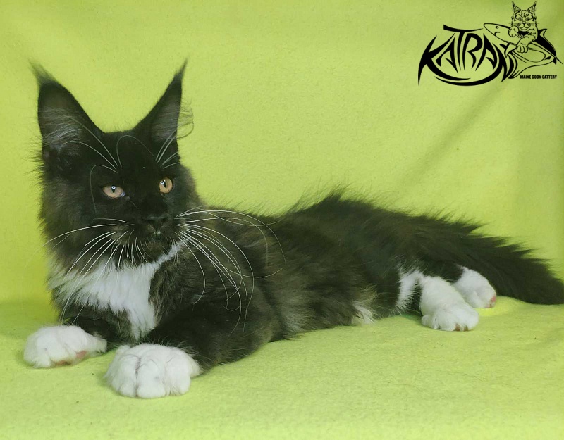 Katran Iris - Kitten maine-coon 4 months