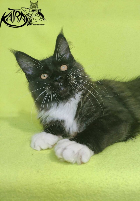Katran Iris - Kitten maine-coon 4 months