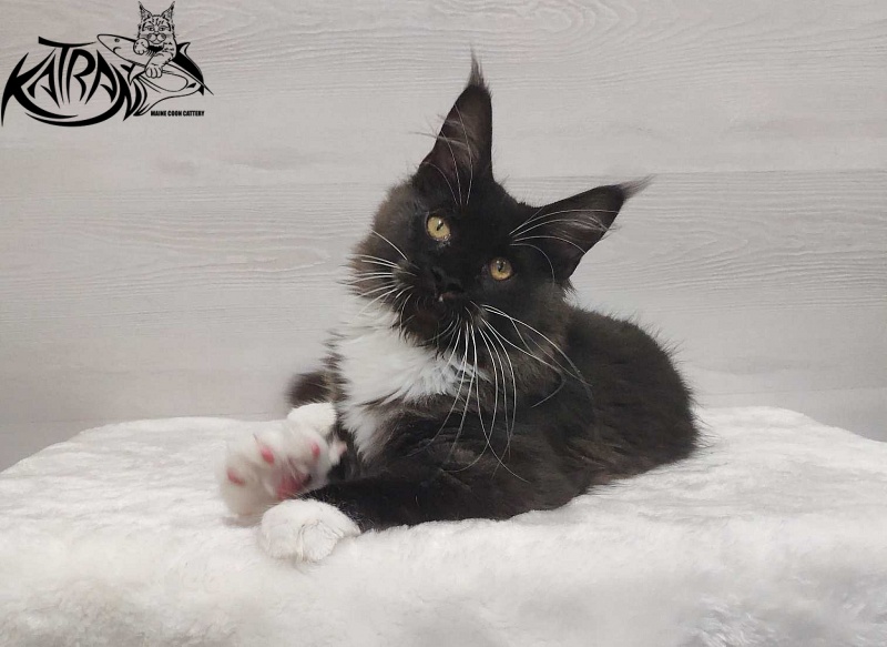 Katran Iris - Kitten maine-coon 4.5 months