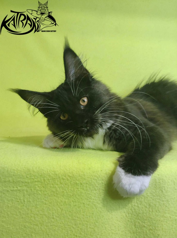 Katran Iris - Kitten maine-coon 4 months