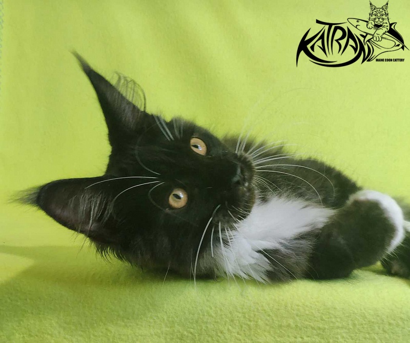 Katran Iris - Kitten maine-coon 4 months