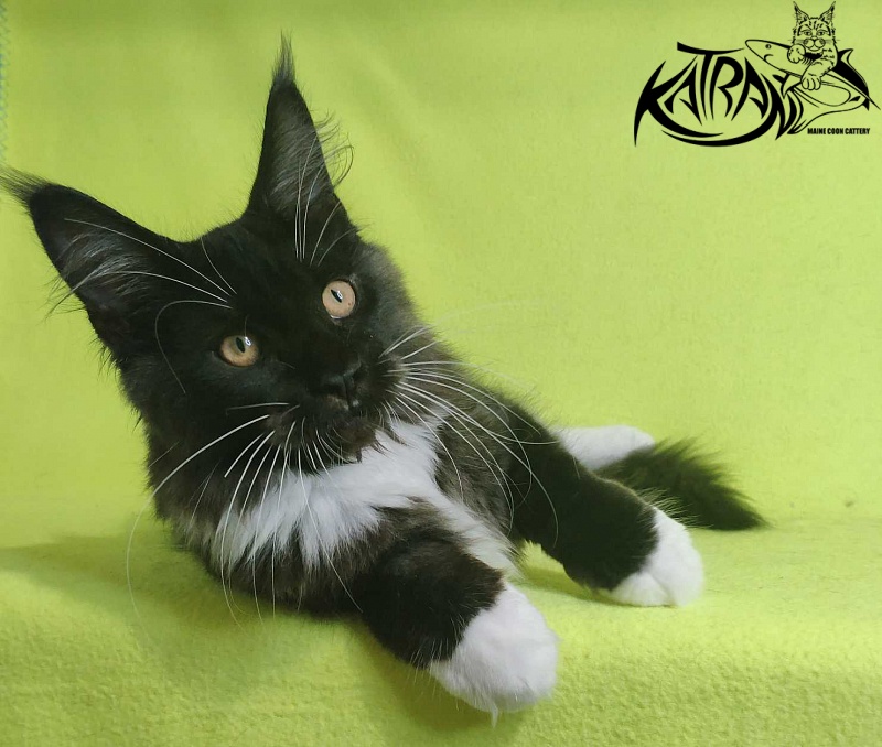 Katran Iris - Kitten maine-coon 4 months