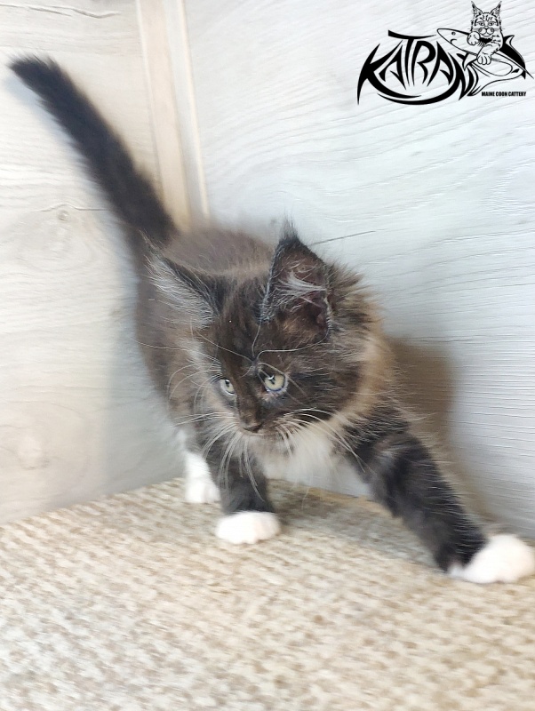 Katran Iris - Kitten maine-coon 1 month 2.5 weeks