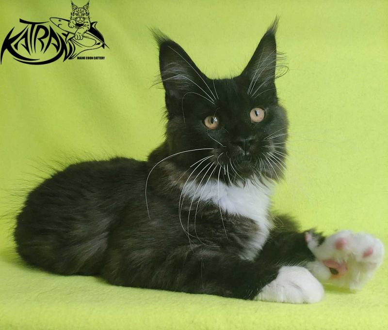Katran Iris - Kitten maine-coon 4 months