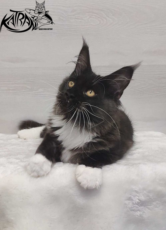 Katran Iris - Kitten maine-coon 4.5 months