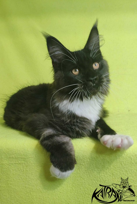 Katran Iris - Kitten maine-coon 4 months