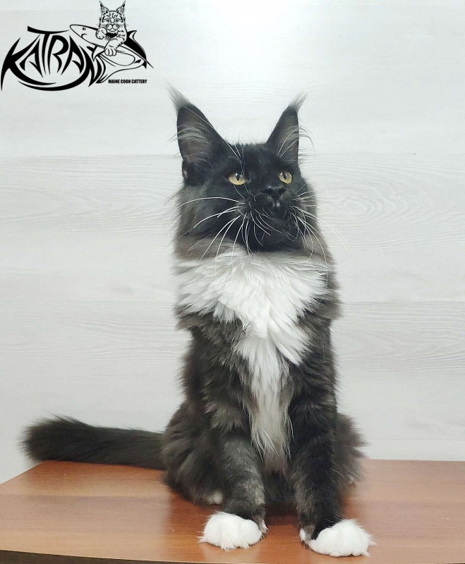 Katran Iris - Kitten maine-coon 5 months