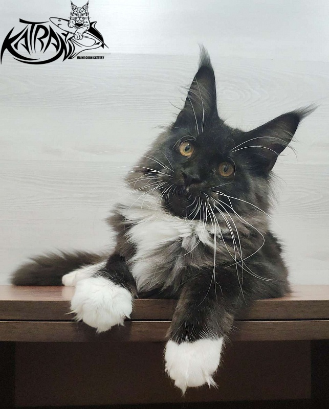 Katran Iris - Kitten maine-coon 5 months