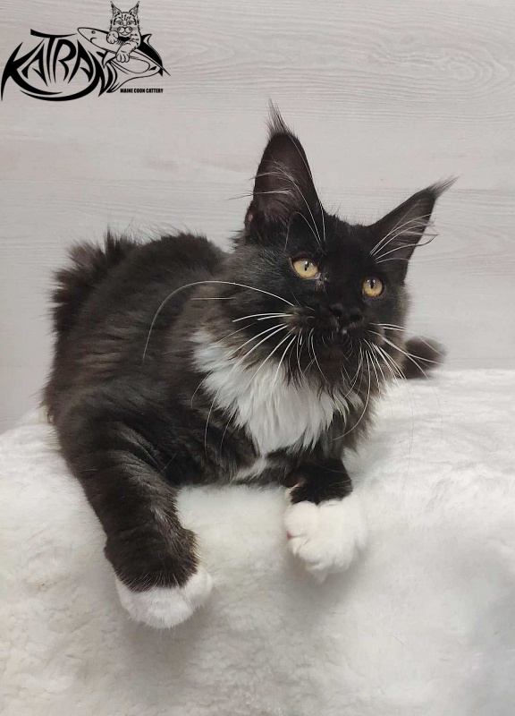 Katran Iris - Kitten maine-coon 4.5 months